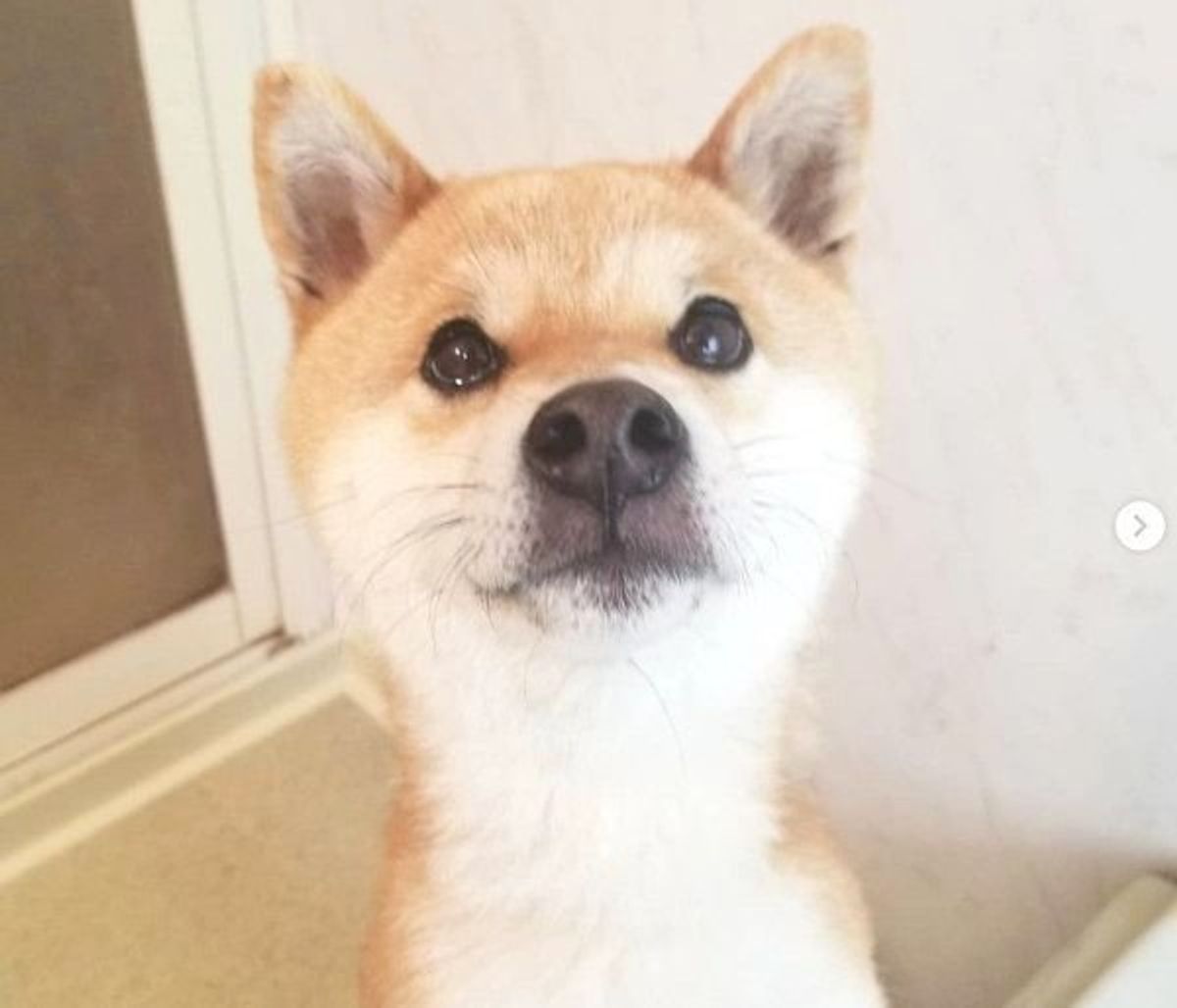犬 だよね 猫化 が止まらない柴犬ちゃんの姿とは いぬのきもちweb Magazine 犬 だよね 猫化 が止まらない柴犬ちゃんの姿とは いぬのきもちweb Magazine