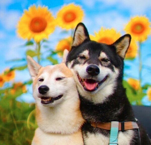 顔をくっつけ合うゆりあちゃん、けんしろうくん