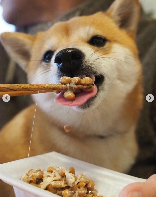 納豆を食べる豆柴