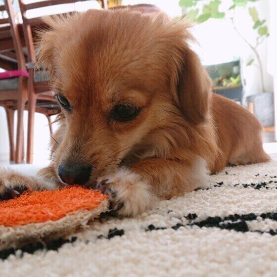 おもちゃのニオイを嗅ぐ犬