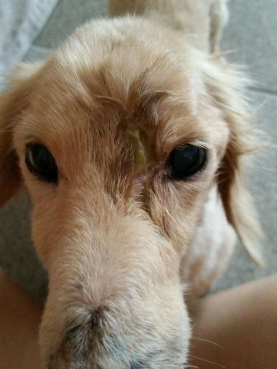 放っておくと怖い 歯 口腔の病気 いぬのきもちweb Magazine 放っておくと怖い 歯 口腔の病気 いぬのきもちweb Magazine