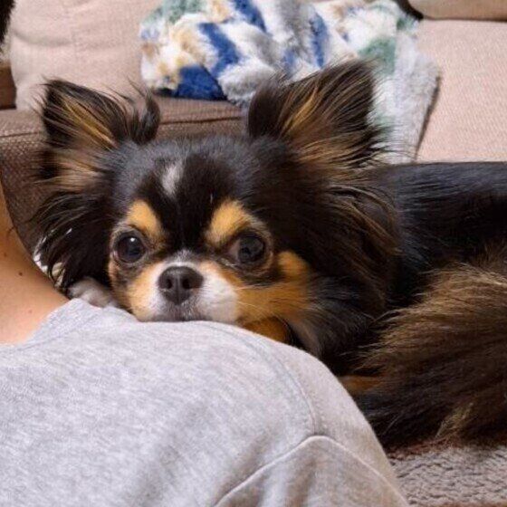 見つめるチワワ