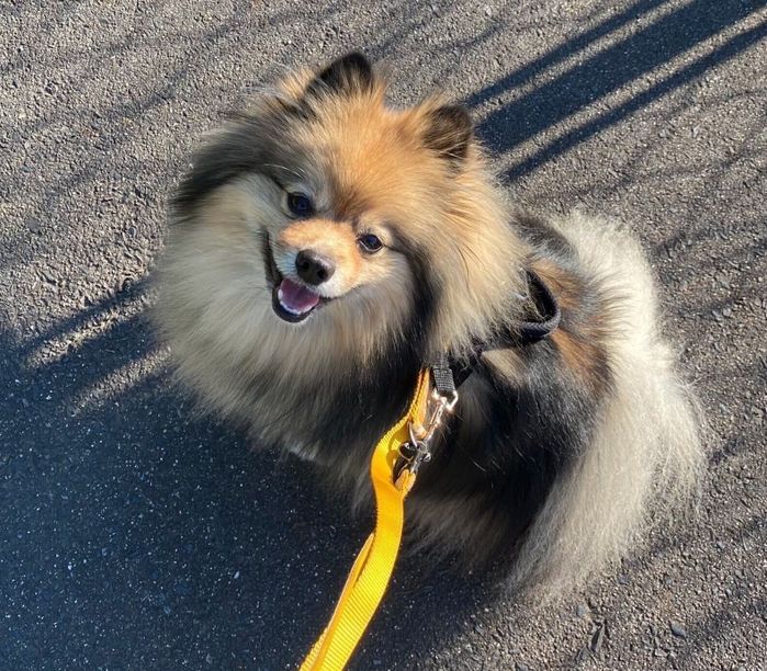 楽しそうに散歩するテンくん