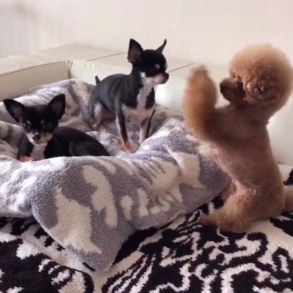 ちょうだいポーズワンコ