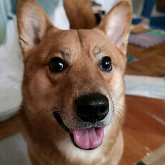 犬がつい心を許しちゃう？ 犬になつかれやすい人の特徴とは いぬのきもち