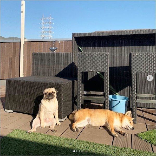 日向ぼっこをしているラルくん、アキちゃん