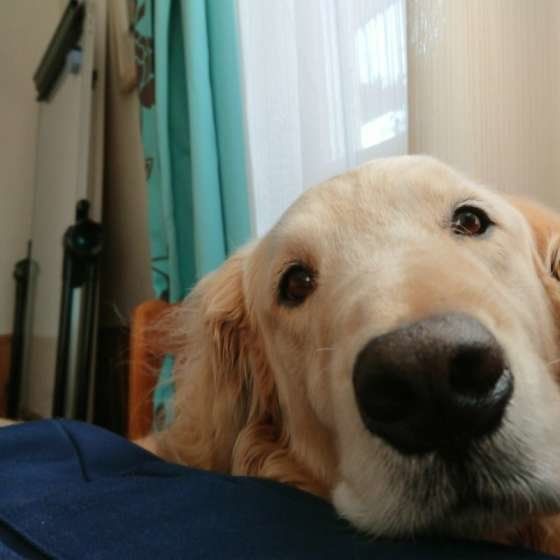 くつろぐゴールデン・レトリーバー