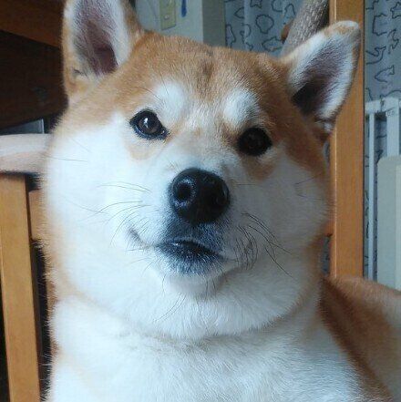 オス犬を家族に迎える前に考えておきたいこと いぬのきもち