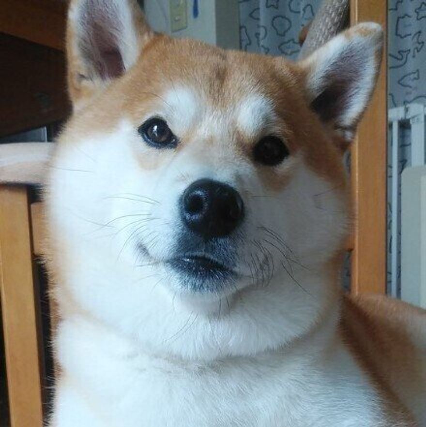 オス犬を家族に迎える前に考えておきたいこと いぬのきもちweb Magazine オス犬を家族に迎える前に考えておきたいこと いぬのきもちweb Magazine