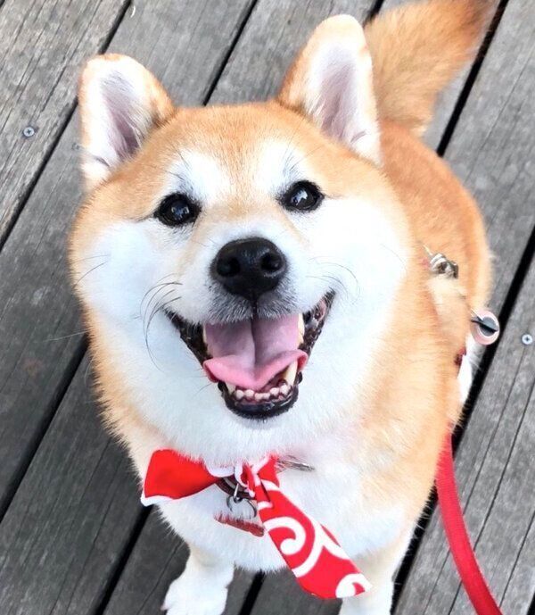 ニコニコ笑顔のまるちゃん