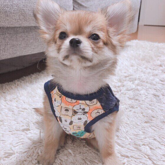 チワワの颯次朗くん