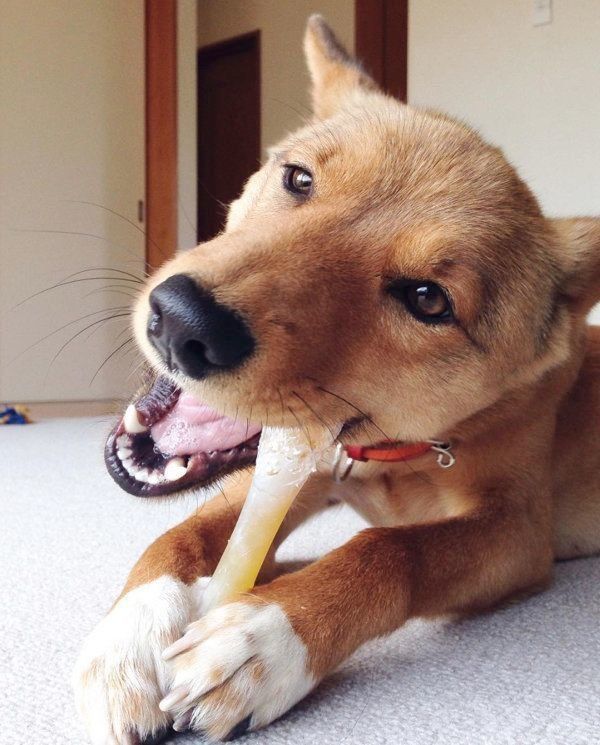 雑種の麦ちゃん