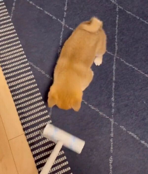 コロコロに興味津々なぼんたんくん