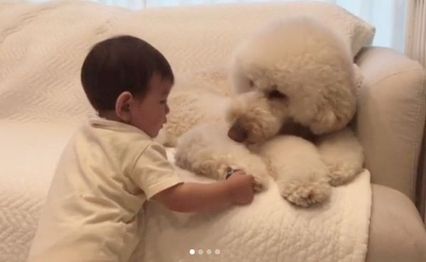 肉球を触られる犬