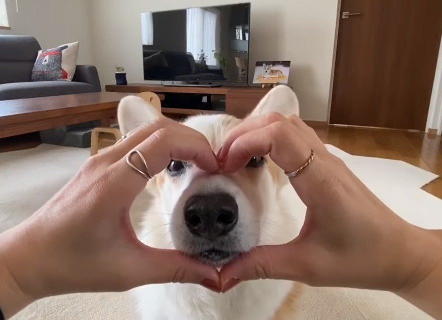 技を披露する犬