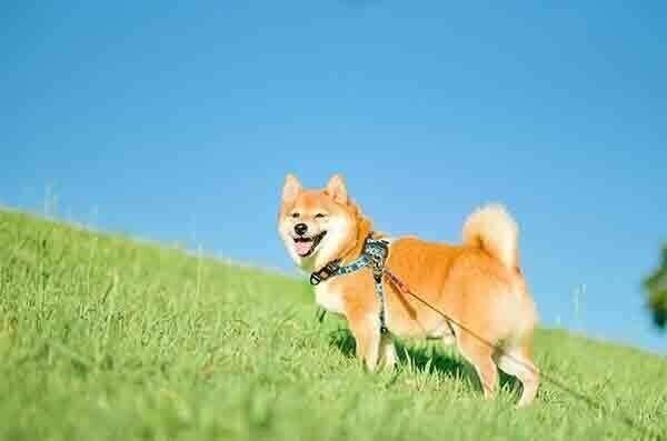 散歩する八朔くん