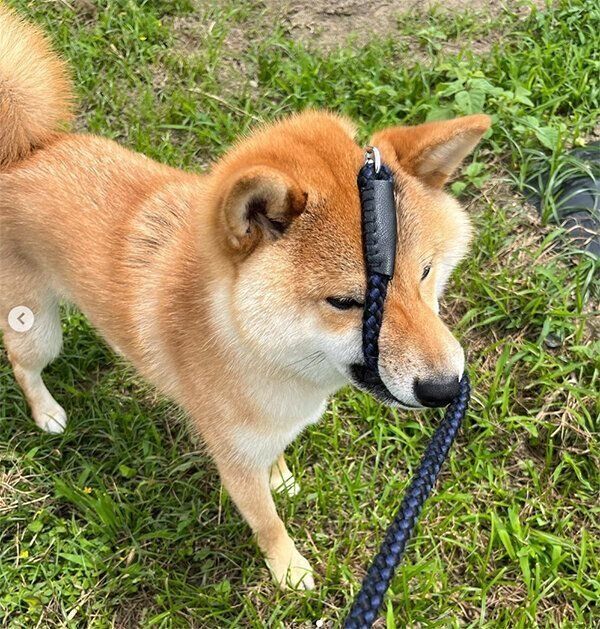 リードを噛むはじめくん