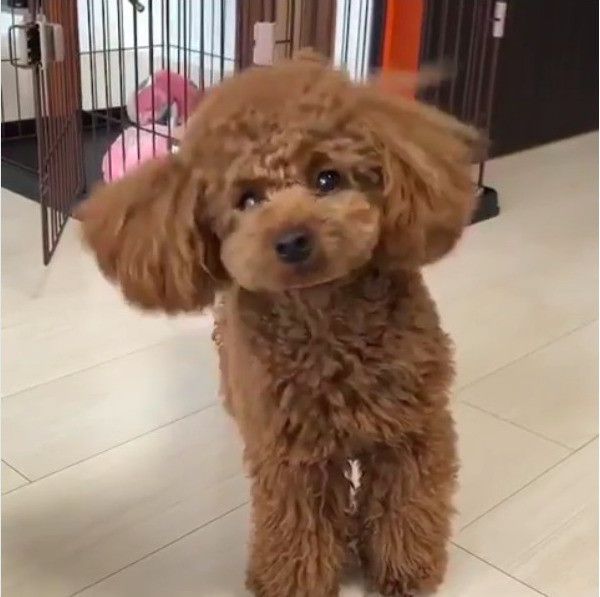 トイ・プードル