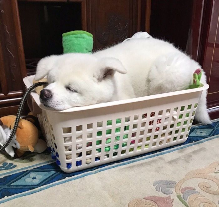 おもちゃ箱の中で寝ている心くん