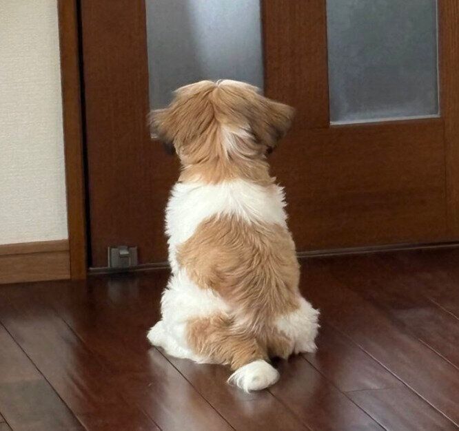 ドアの前で待つはんぺんくん