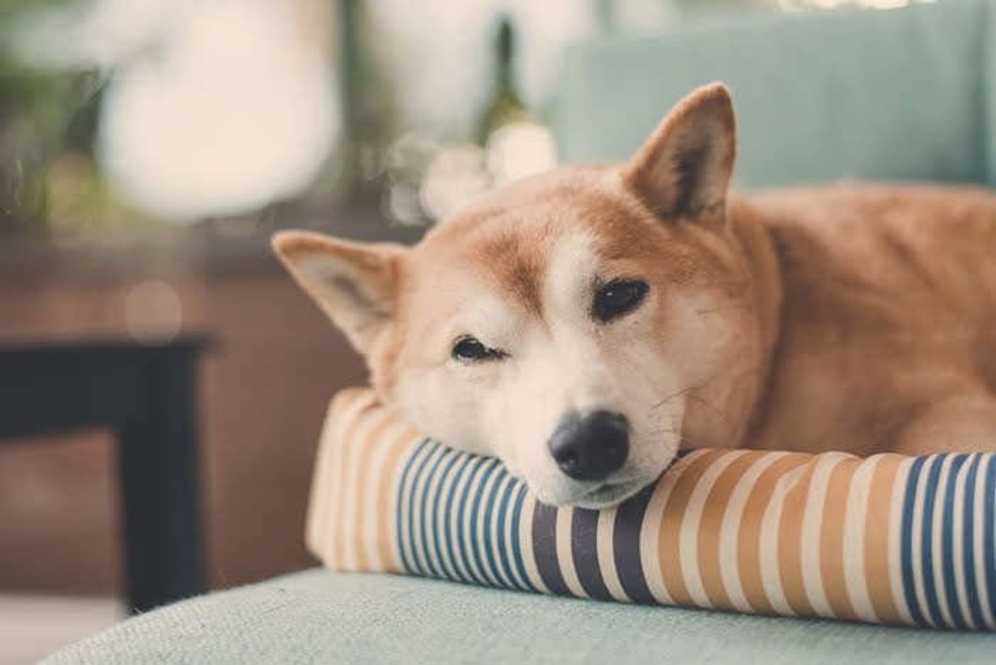 シニア期の犬はストレスを感じやすい 備えたいシニア犬のストレス原因と対処法 いぬのきもちweb Magazine シニア期の犬はストレスを感じやすい 備えたいシニア犬のストレス原因と対処法 いぬのきもちweb Magazine