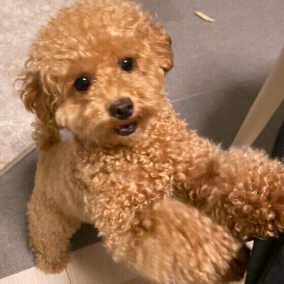 愛犬が大切なおもちゃをこっそり隠す？ 不思議な行動の理由とは いぬのきもち