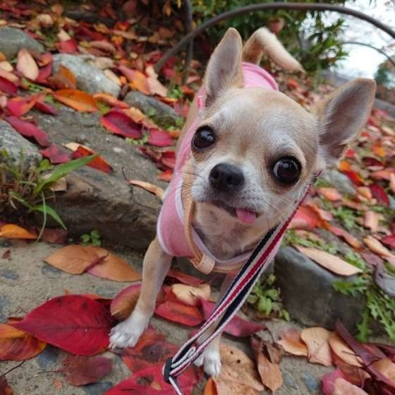 お散歩するチワワ