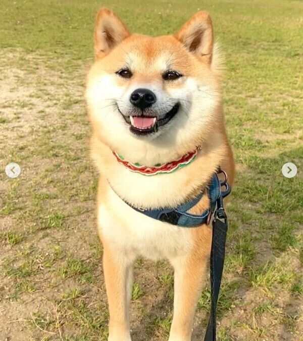 お散歩を楽しむあくびちゃん