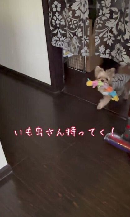 別の部屋からイモムシのおもちゃを持ってきたももちゃん