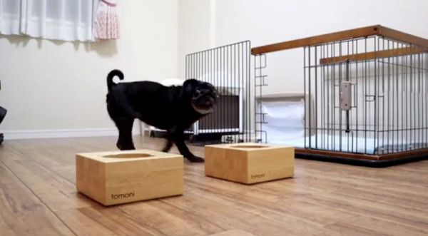 ご飯に興奮するフレンチ・ブルドッグとパグ