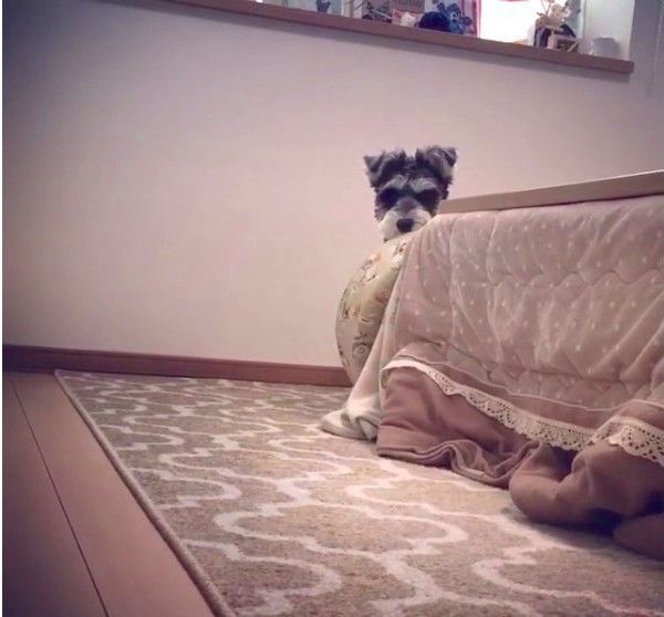 ミニチュア・シュナウザー