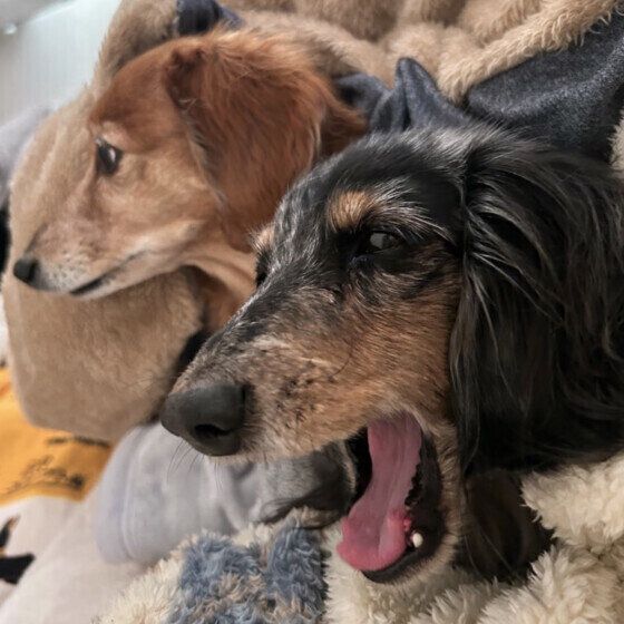 犬のいびきの原因と注意点 いびきをかきやすい犬の傾向は？ いぬのきもち