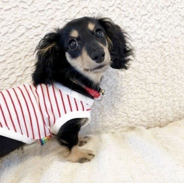 洋服を着るカニーンヘン・ダックスフンド