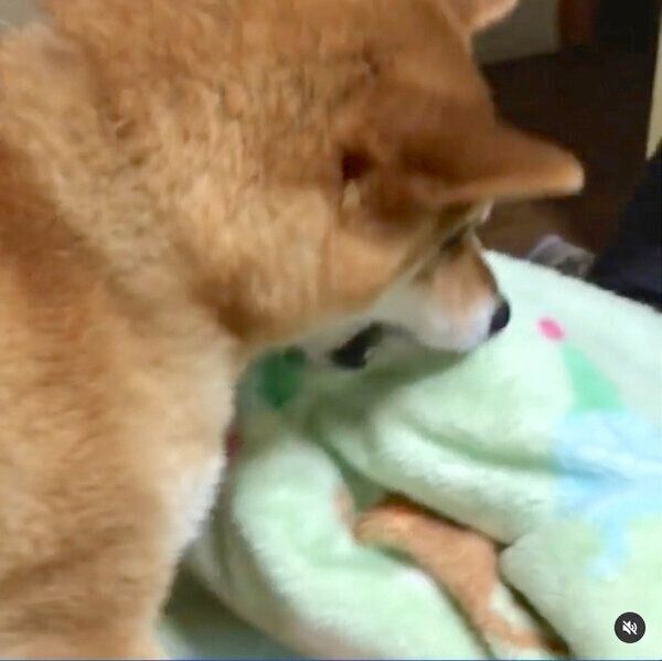 大きな布団を持ってきた福くん