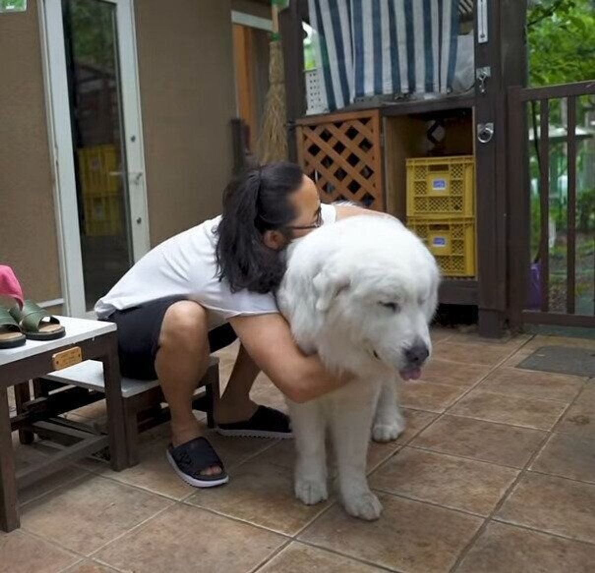 撫でてほしいけど 抱きつかれたくはない ゴメンねと逃げる大型犬と飼い主さんの攻防戦 いぬのきもちweb Magazine 撫でてほしいけど 抱きつかれたくはない ゴメンねと逃げる大型犬と飼い主さんの攻防戦 いぬのきもちweb Magazine
