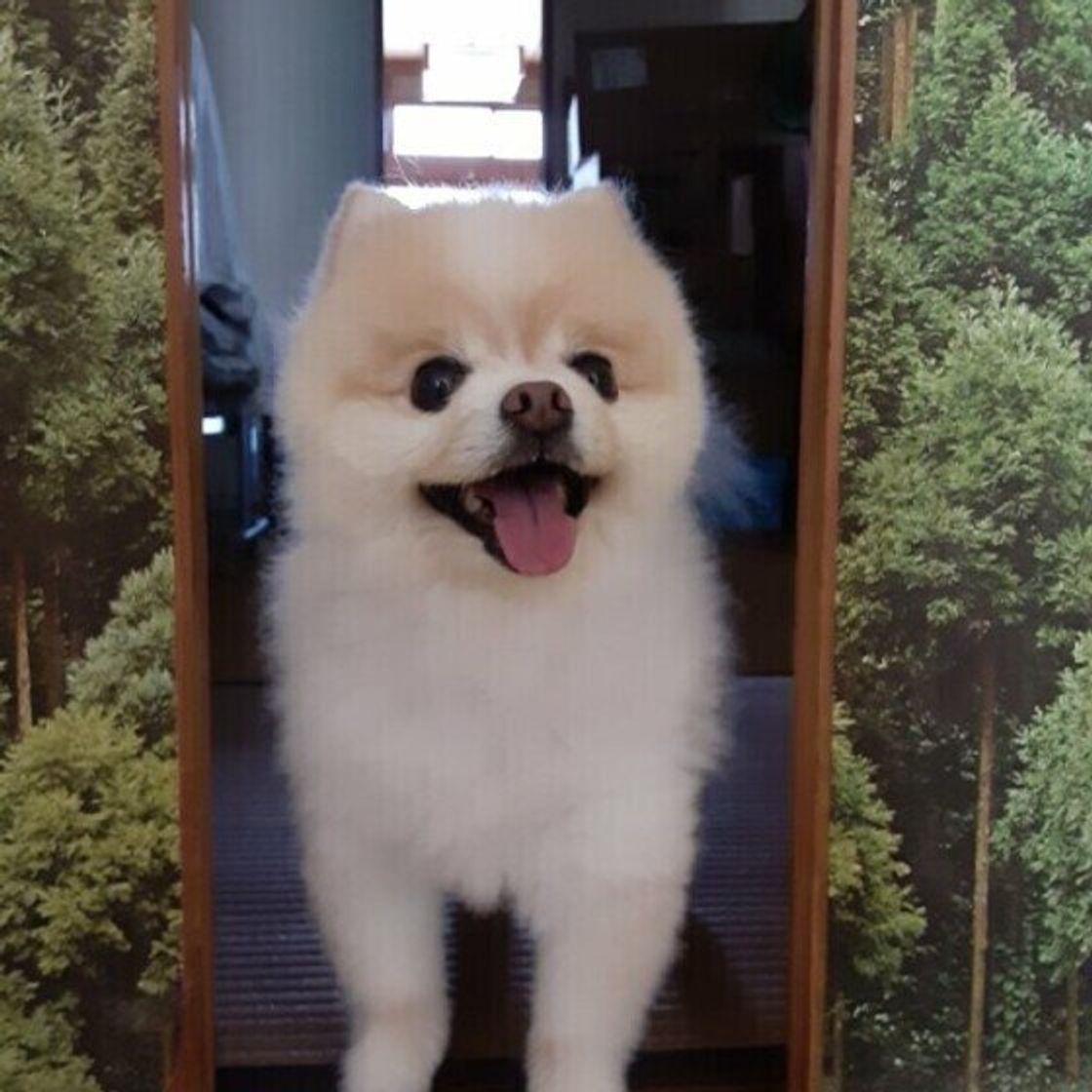 獣医師監修 犬の膀胱炎とは 原因 症状から治療 食事やお手入れで気を付けること いぬのきもちweb Magazine 獣医師監修 犬の膀胱炎とは 原因 症状から治療 食事やお手入れで気を付けること いぬのきもちweb Magazine