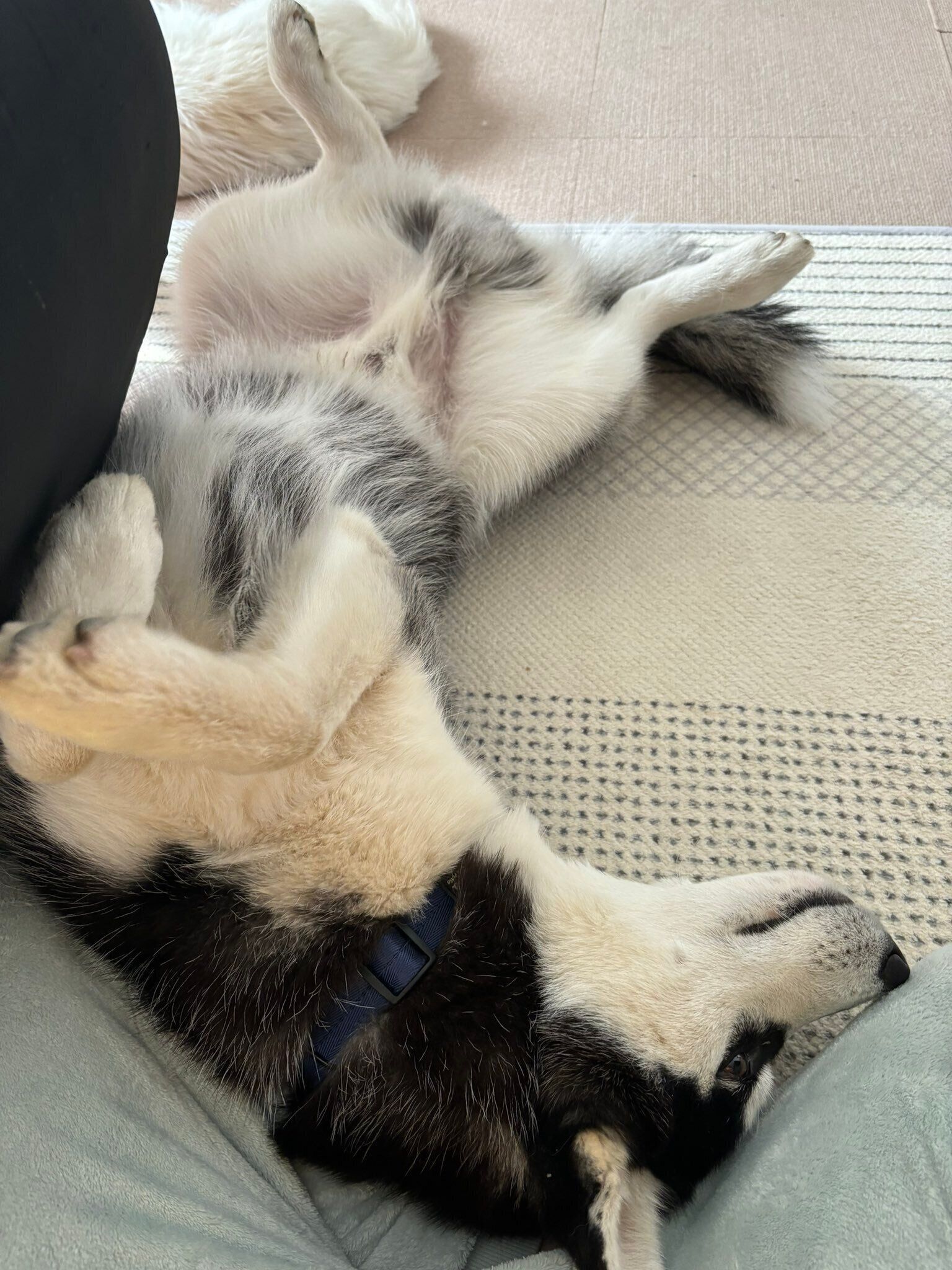 子犬時代の雅くん　この日も“ヘソ天”で寝ている