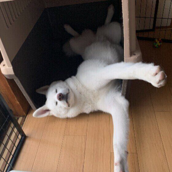 くつろぐ秋田犬