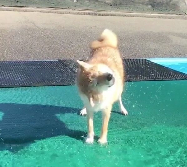 水浴びをする柴犬