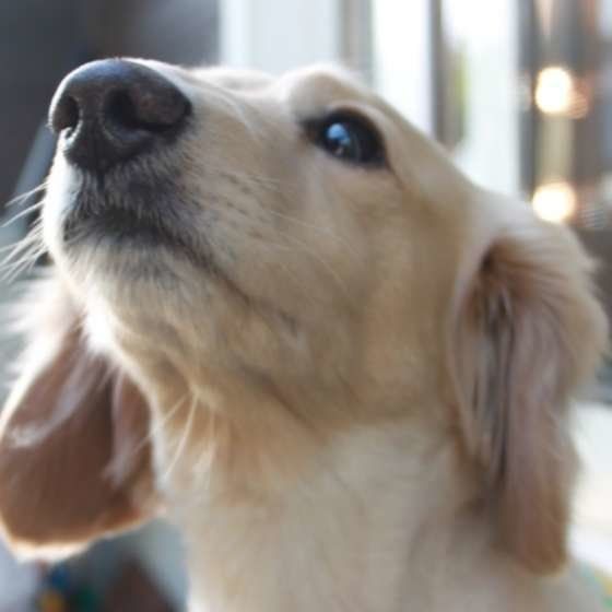 みつめるミニチュア・ダックスフンド