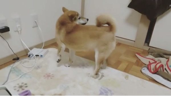 しっぽを威嚇する柴犬