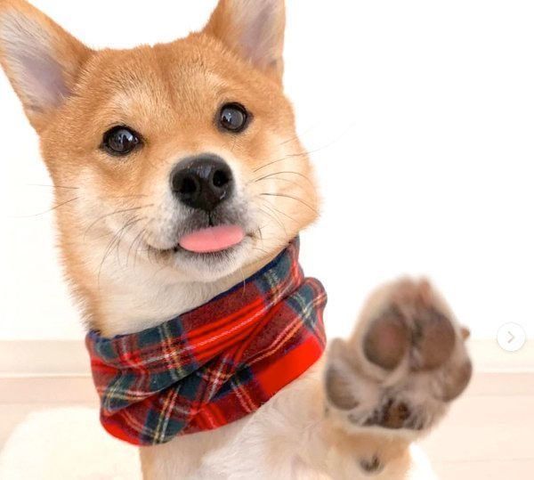 舌を出す福ちゃん