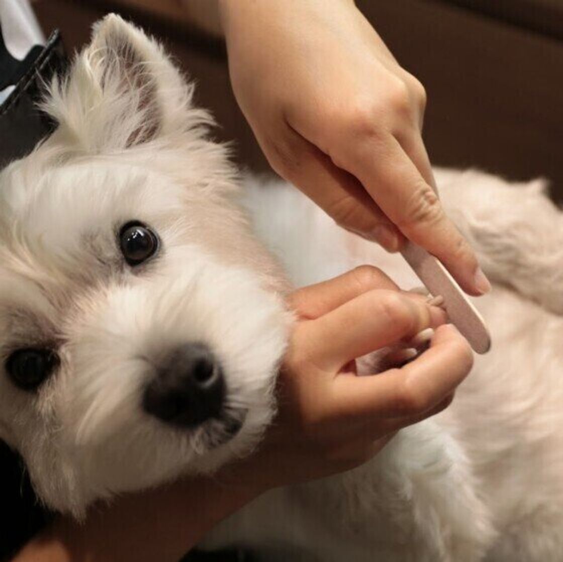 犬の爪切り サボるとどうなる 出血時の対応は 獣医師に聞いてみた いぬのきもちweb Magazine 犬の爪切り サボるとどうなる 出血時の対応は 獣医師に聞いてみた いぬのきもちweb Magazine