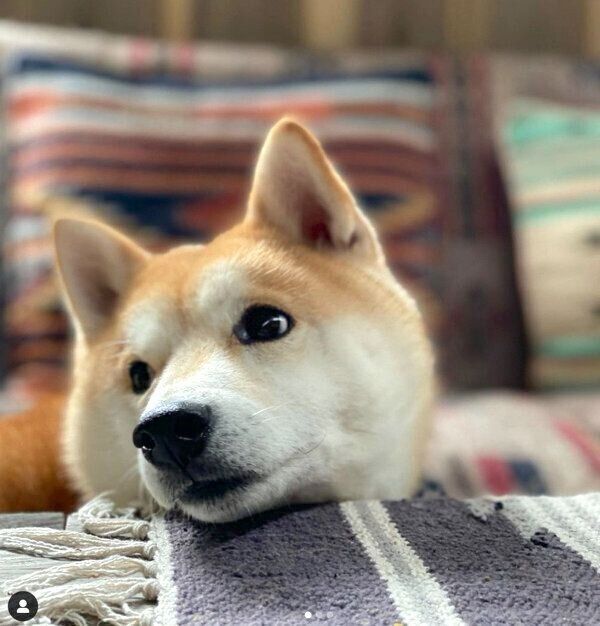 アゴ乗せするなぎまるくん