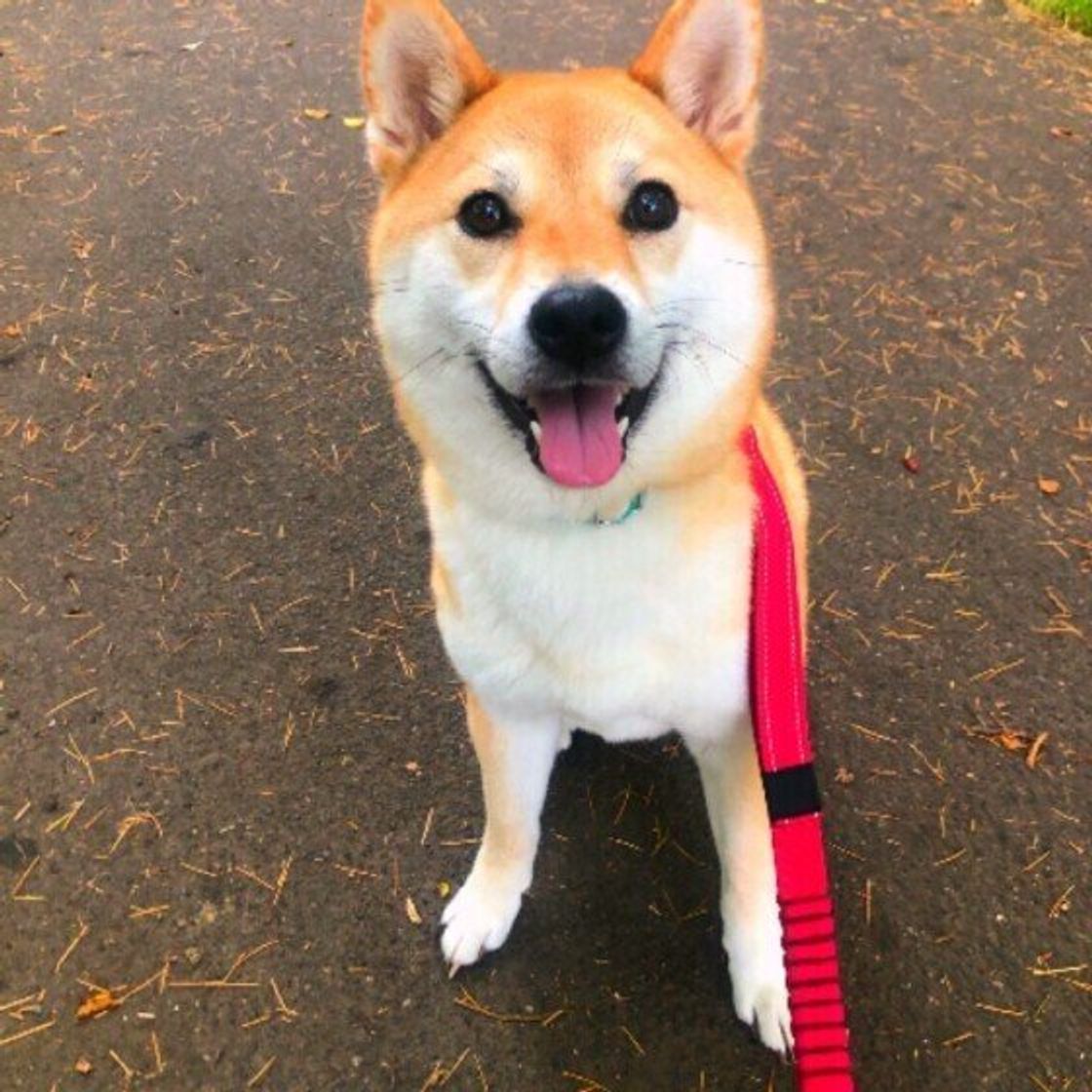 犬はストレスに感じているかも やってしまいがちなng習慣 いぬのきもちweb Magazine 犬はストレスに感じているかも やってしまいがちなng習慣 いぬのきもちweb Magazine