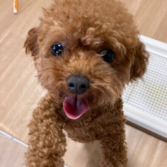 見つめるトイ・プードル