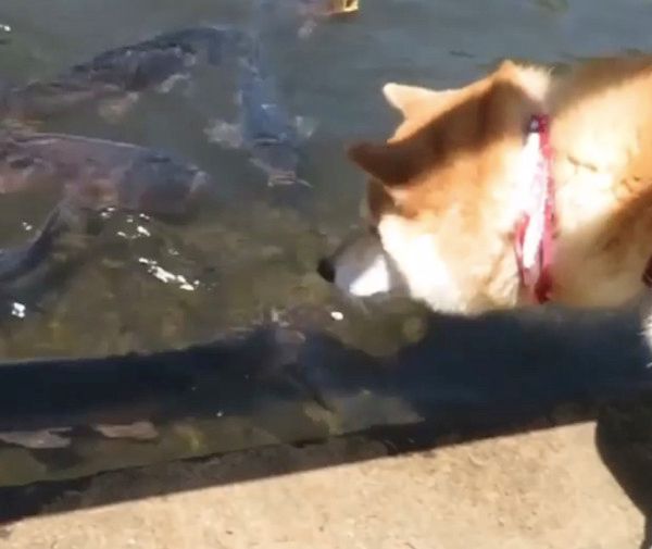 池の鯉にビビる柴犬