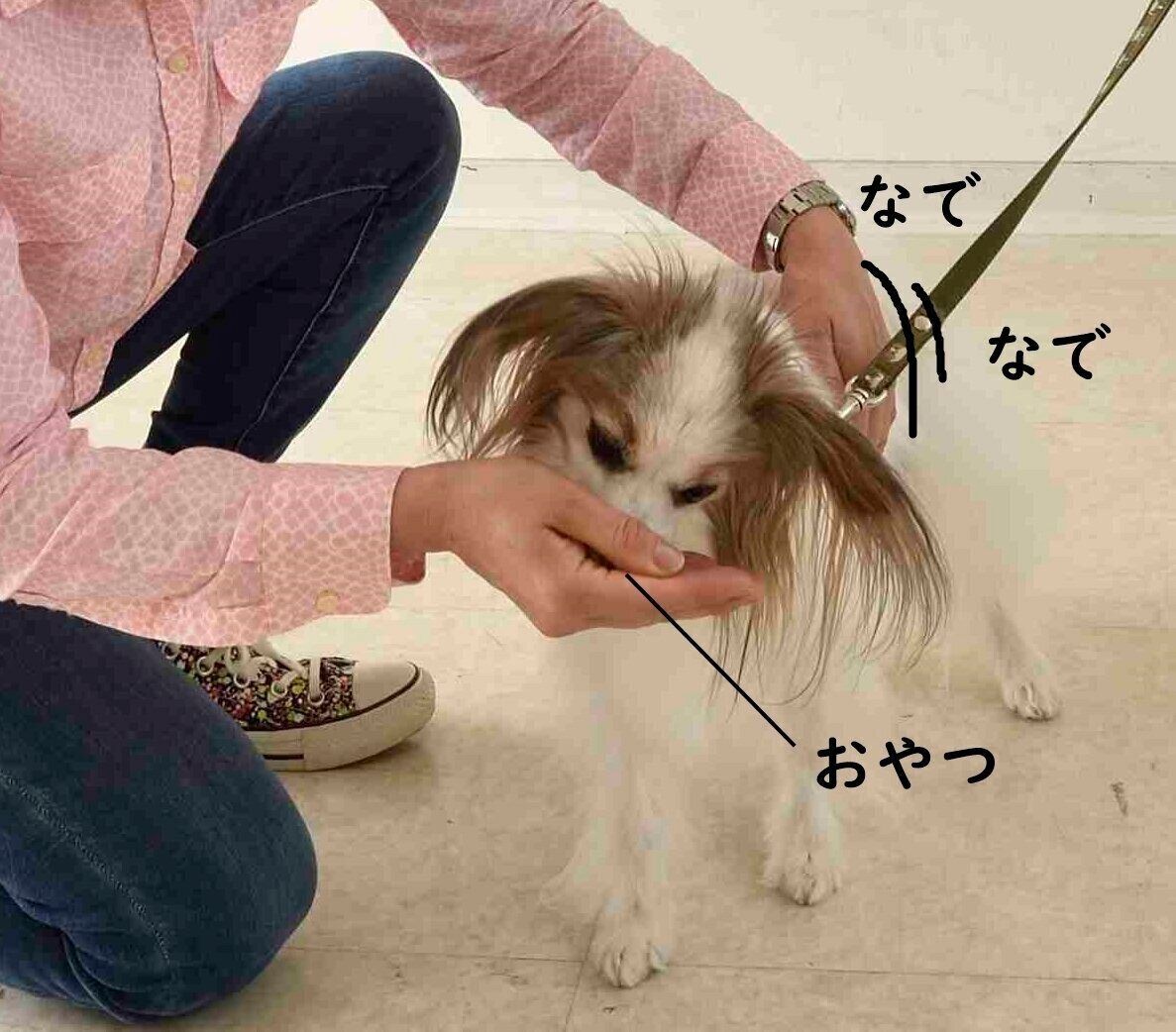 おやつを食べさせつつ、背中をなでてもらって。（撮影／佐藤正之）