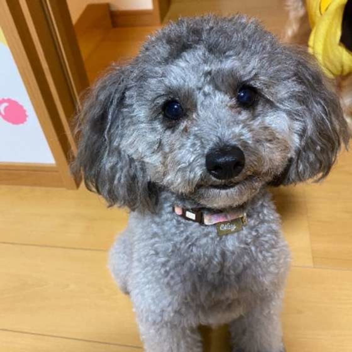 夏バテに要注意 愛犬の食欲が落ちたときの対処法 注意点を解説 いぬのきもちweb Magazine 夏バテに要注意 愛犬の食欲が落ちたときの対処法 注意点を解説 いぬのきもちweb Magazine