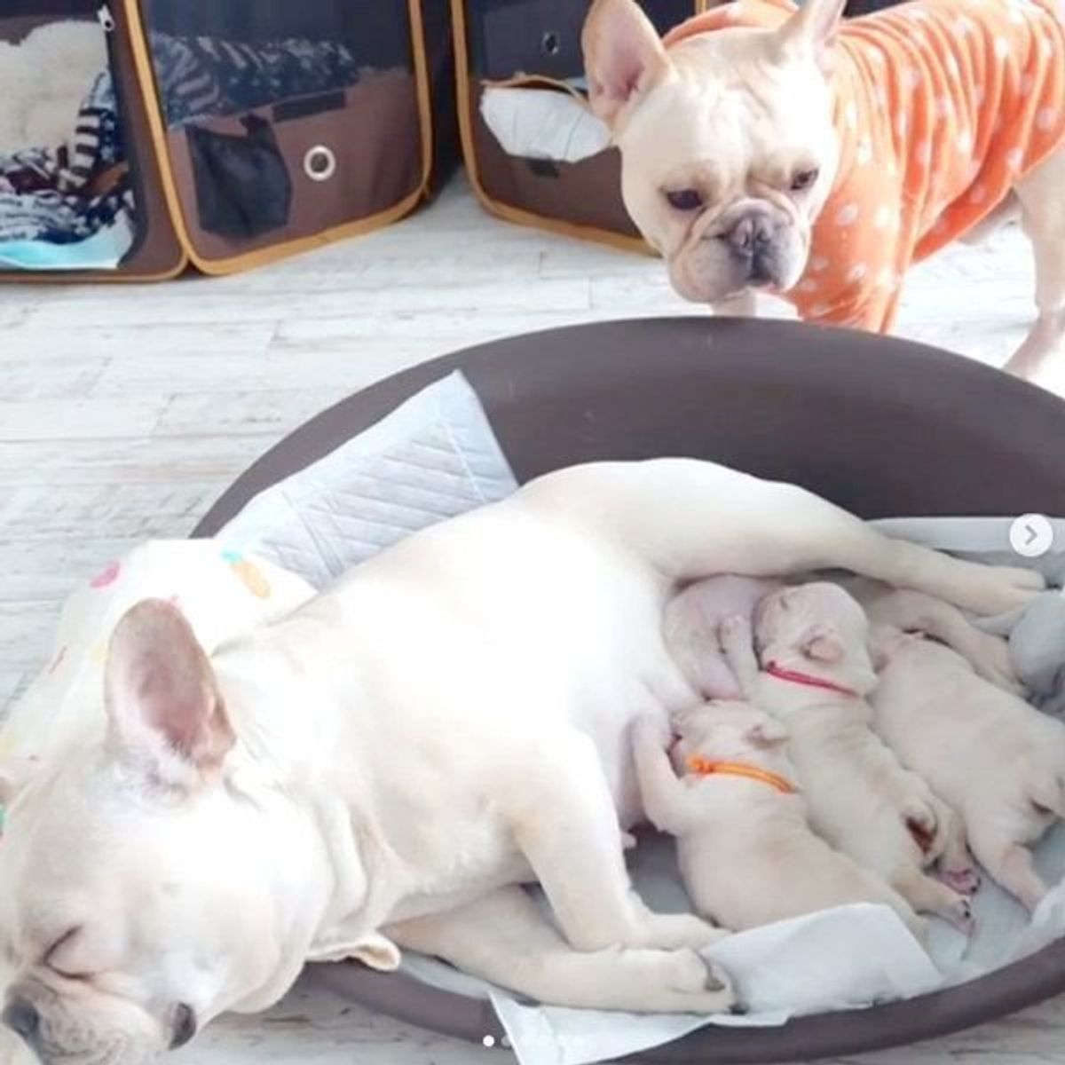 人気のフレブルコンビに3頭の赤ちゃん誕生で ファン歓喜 いぬのきもちweb Magazine 人気のフレブルコンビに3頭の赤ちゃん誕生で ファン歓喜 いぬのきもちweb Magazine